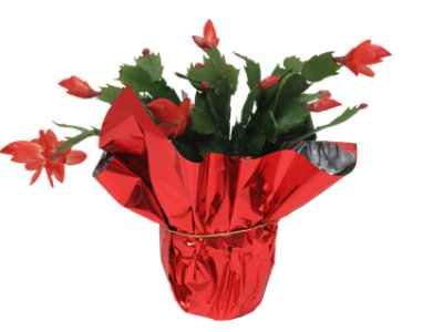 Zygo Cactus in Mylar 4 Inch - Each - Image 1