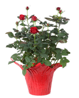 Debi Lilly Rose Bi-color 6 In - 6 INCH