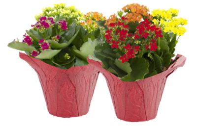 Kalanchoe Tri-color - 6 IN - Image 1