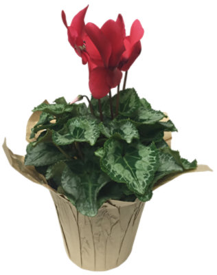 Cyclamen - 6 INCH - Image 1