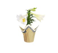 Easter Lily - 4.5 INCH