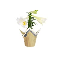 Easter Lily - 4.5 INCH - Image 1