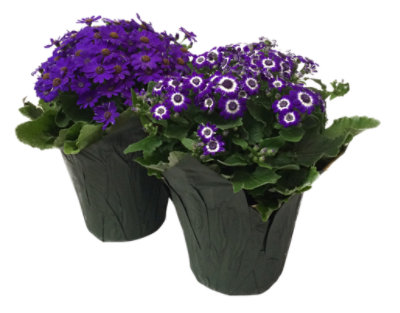 Cineraria 6 In - EA - Image 1