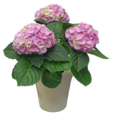 Hydrangea Garden 8 Inch - Each - Image 1