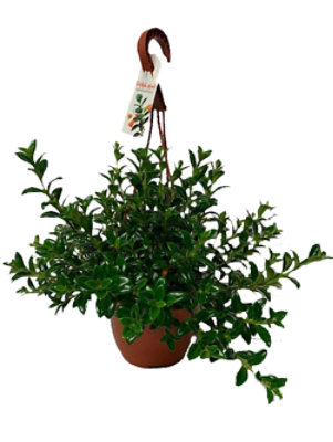 Goldfish Hanging Basket - Each - Image 1