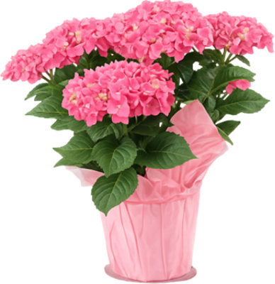 Overjoyed Boutique Hydrangea 6 inch - Each - Image 1