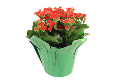 Kalanchoe 4 In - EA - Image 1