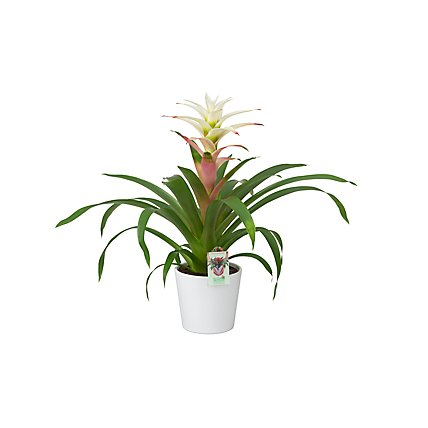 Bromeliad Color Pot - 6 IN - Image 1