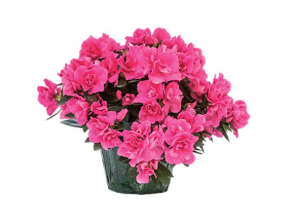 Azalea 4.5 Inch - Each - tomthumb