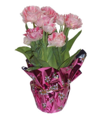 Rose Tulips Double In Mylar 6 Inch - Each - Image 1