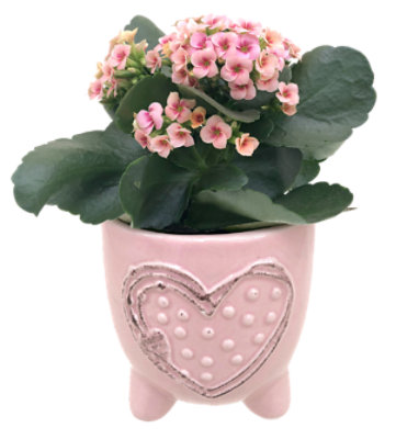 Blooming Valentine Ceramic - Each - Image 1