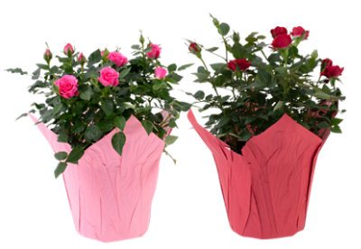 Mini Roses - 6 IN - Safeway