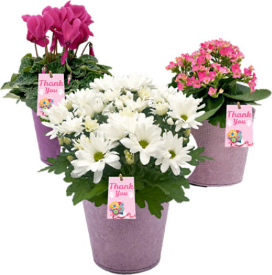 Assorted Blooming with Thank You Pick 4 Inch - Each (Color may vary) - Image 1