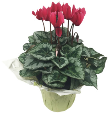 Cycleman Ruffled 5 In - 5 IN - Image 1