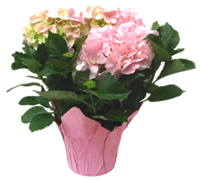 Potted Dwarf Hydrangea - Each - Image 1