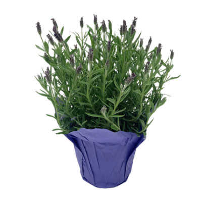 Lavender Tree - Each - albertsons