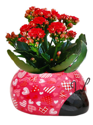 Calandiva Patterned Heart Love Bug - 2 IN