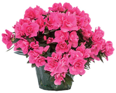 Ribbed Mom Tin with Azalea 6 Inch - Each - Image 1