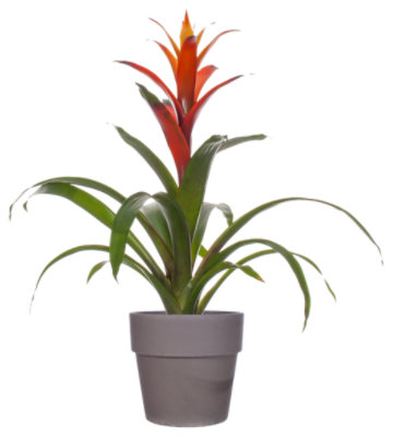 Bromeliad 6in - 6 INCH - Image 1