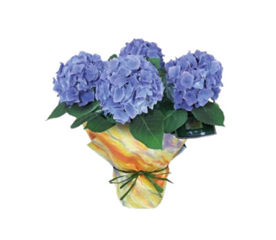 Hydrangea 6.5 In - 6.50 IN - balduccis