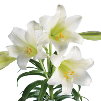 Easter Lily - 10 INCH - Image 1