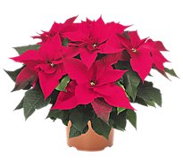 Red Poinsettia - 10 INCH