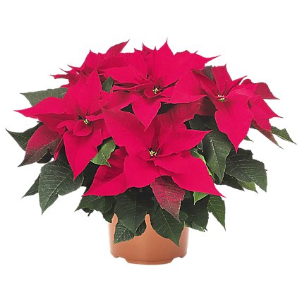Red Poinsettia - 10 INCH - Image 1