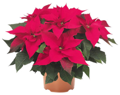 Red Poinsettia - 10 INCH - Image 1