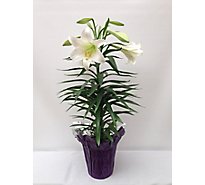 Lily Easter Double 8 Inch - 8 INCH