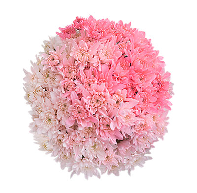 20 Stem Ombre Poms - Each - Image 1