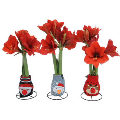 Amaryllis / Sock 1.59qt - EA