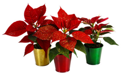 Mini Blingsettia Poinsettia With Glitter - EA - Image 1