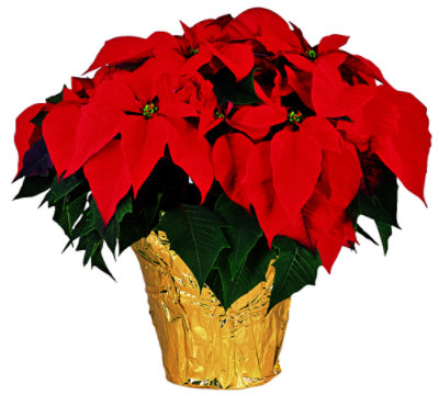 10" Custom Poinsettia with Foliage - Each - Image 1