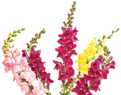 Snapdragon 5 Stem - Each - Image 1