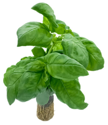 Basil - 7 OZ - Image 1