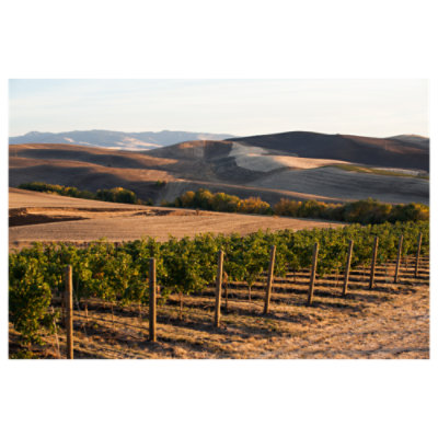 Browne Brut Rose Wine - 750 ML - Image 2