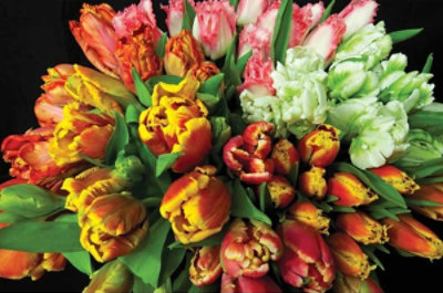 Dv Tulip Bunch - EA - Image 1