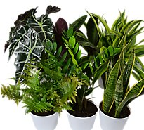 Pv Foliage Plant In Ceramic Pot 5.5 In - EA