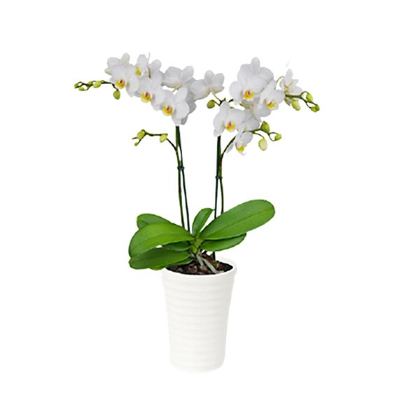 Potted Orchid - EA
