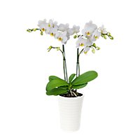 Potted Orchid - EA - Image 1