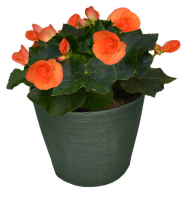 Designer Begonia - 8 IN - Image 1