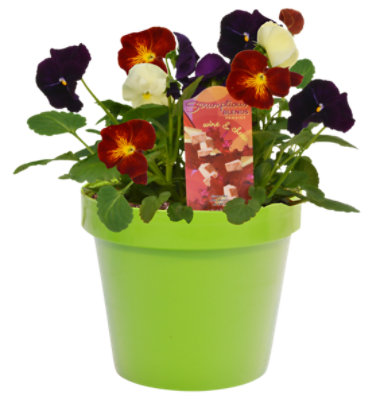 Scrumptious Pansy - 6 IN - Image 1