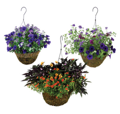 Mixed Sun Premium Hanging Basket - Image 1