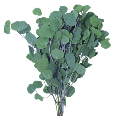 Eucalyptus Mixed - Each - Image 1