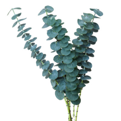 Overjoyed Boutique Eucalyptus Assorted Mix - Image 1