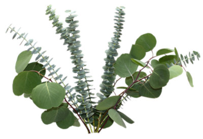 Eucalyptus Astd Cb - 16 OZ