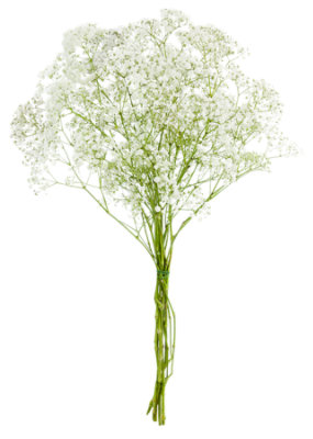 Baby's Breath 150 Grams EA Safeway