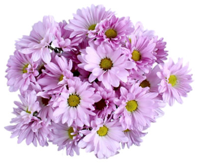 Pompon Purple - EA - Image 1