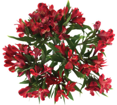 Alstroemeria Red - EA - Image 1