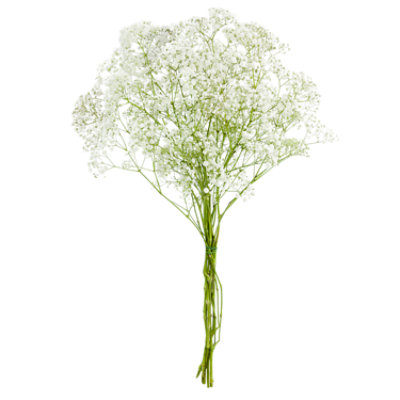 Gypsophila Xlence (Baby's Breath) - Petaljet